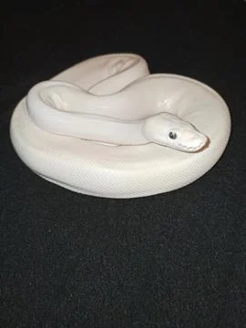 Blue Eyed Leucistic Ball Python Stock Photos