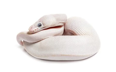 Blue Eyed Leucistic Python Regius, isolated on white Stock Photos
