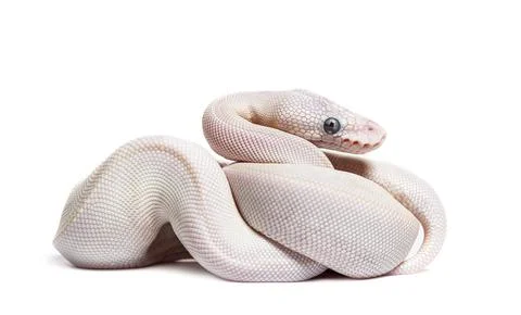 Blue Eyed Leucistic Python Regius, isolated on white Stock-Fotos