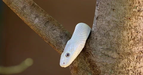 Blue Eyed Leucistic Rat Python with Forked Tongue Out, Creeping Up the Stock Footage 131242129