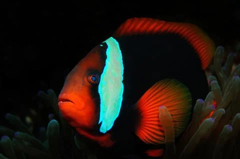 Blue-eyed nemo Stock Photos