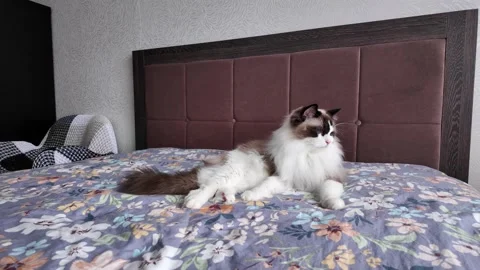 A blue-eyed Ragdoll cat is lying on the bed Stock Footage 345751227