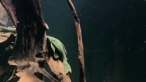 Blue eyed Red Fin Pleco, Blue-eyed Cochliodon Catfish on mangrove Stock Footage 291875845