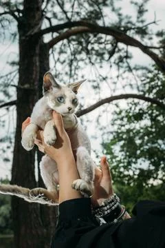 Blue Eyed White Devon Rex Held in Arms Against Tree Branch Background Stock-Fotos