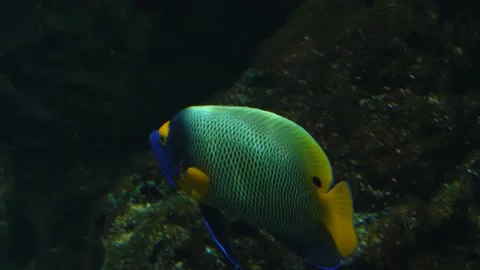  blue face angelfish Video stock 135590306