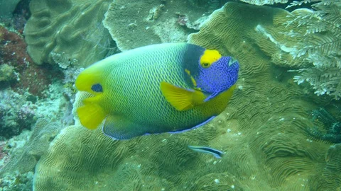 Blue-face angelfish hovering over hard coral getting ready to be cleaned Stock-Footage 112279124