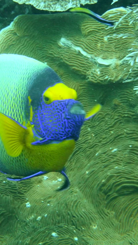 Blue-face angelfish hovering over hard coral getting ready to be cleaned Video stock 228830370