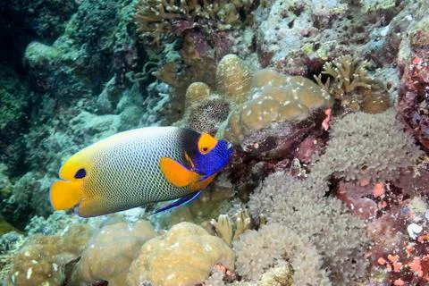 Blue-face Angelfish Stock Photos