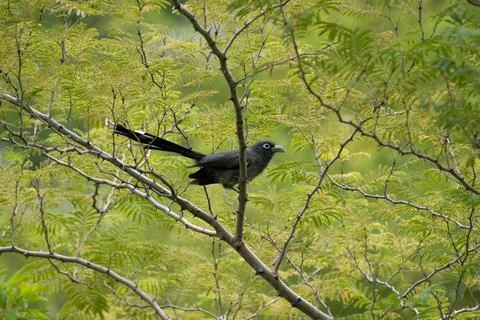 Blue-faced Malkoha perched on a tree branch Stock Photos