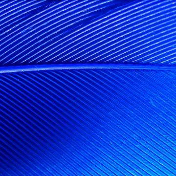 Blue feather as a background. Stock Photos