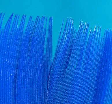 Blue feather as a background. Stock Photos