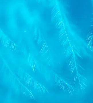 Blue feather as a background. Stock Photos