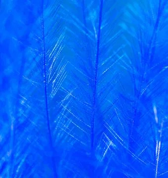 Blue feather as a background. Stock Photos