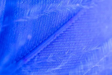 Blue feather as a background. Stock Photos