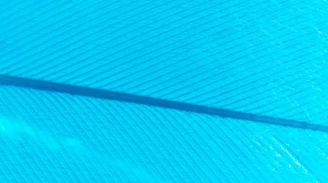 Blue feather as a background. Stock Photos