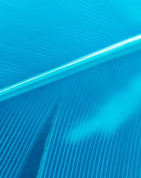 Blue feather as a background. Stock Photos