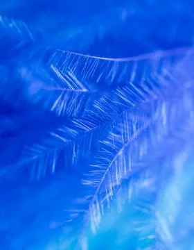 Blue feather as a background. Stock Photos