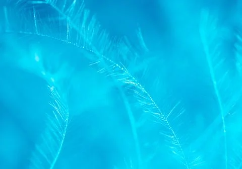 Blue feather as a background. Stock Photos