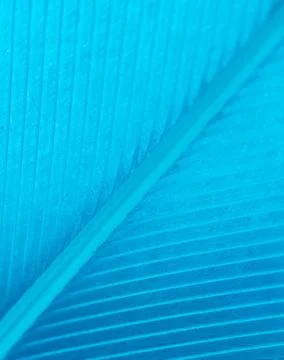 Blue feather as a background. Stock Photos