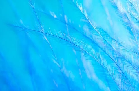 Blue feather as a background. Stock Photos