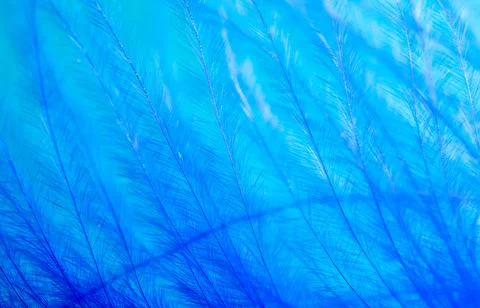 Blue feather as a background. Stock Photos
