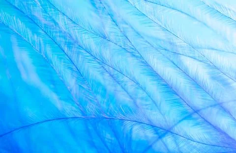 Blue feather as a background. Stock Photos
