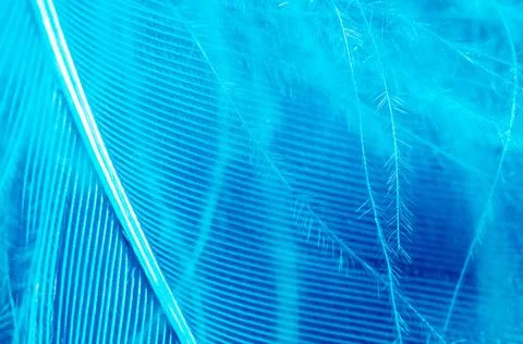 Blue feather as a background. Stock Photos