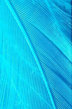 Blue feather as a background. Stock Photos