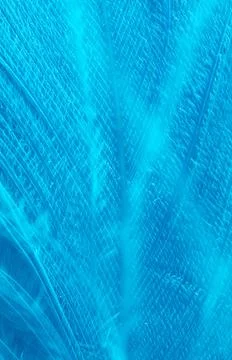 Blue feather as a background. Stock Photos