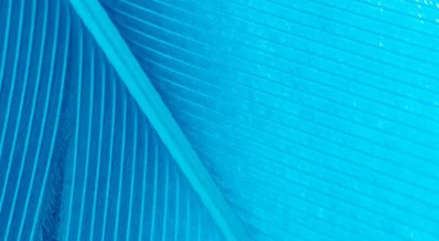 Blue feather as a background. Stock Photos