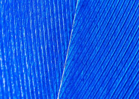 Blue feather as a background. Stock Photos