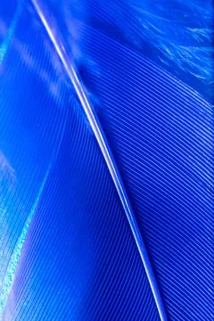 Blue feather as a background. Stock Photos