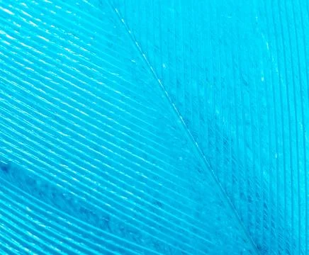 Blue feather as a background. Stock Photos