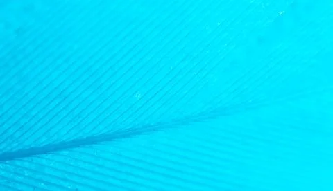 Blue feather as a background. Stock Photos