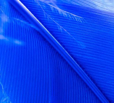 Blue feather as a background. Stock Photos