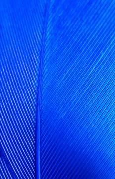 Blue feather as a background. Stock Photos
