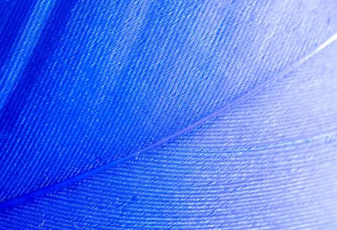 Blue feather as a background. Stock Photos