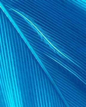 Blue feather as a background. Stock Photos