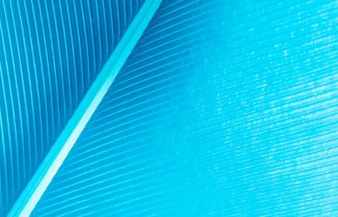Blue feather as a background. Stock Photos