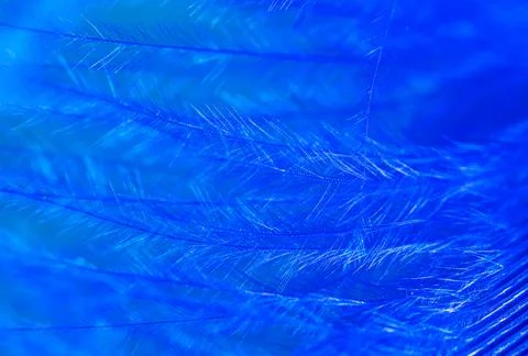 Blue feather as a background. Stock Photos