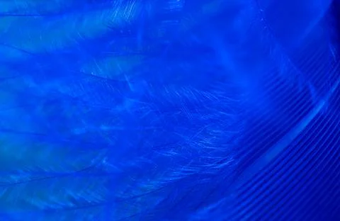 Blue feather as a background. Stock Photos