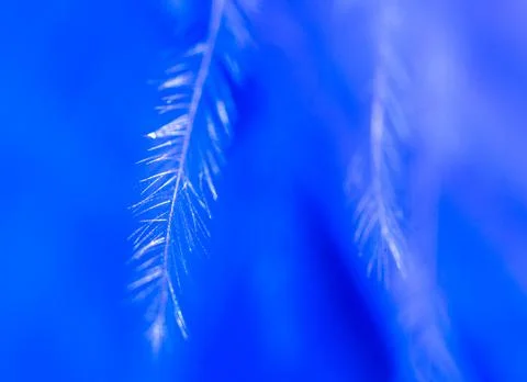 Blue feather as a background. Stock Photos