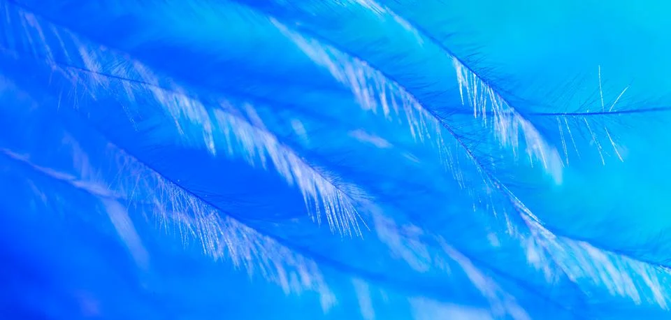 Blue feather as a background. Stock Photos