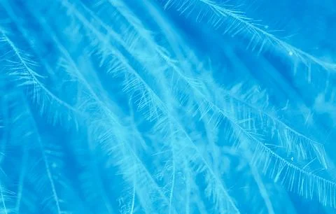 Blue feather as a background. Stock Photos