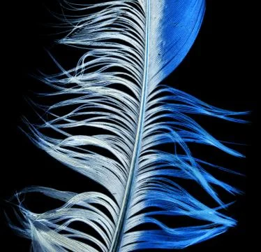 Blue feather on a black background Stock Photos
