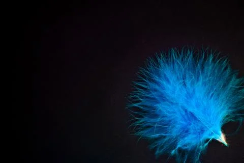 Blue feather on black background. Stock Photos