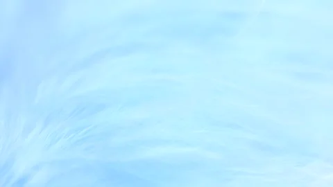 Blue feather close-up. Selective focus, slow motion feather background. Macro. Stock Footage 252488939