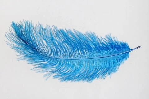 Blue feather isolated on a white background. Stock Photos