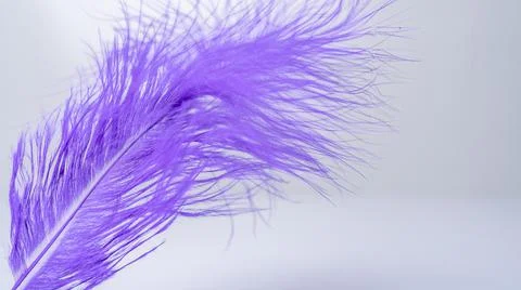 Blue feather isolated on white background. Close up. Stock Photos