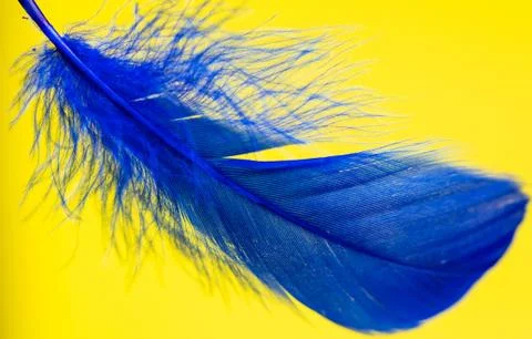 Blue feather isolated on yellow background Stock Photos